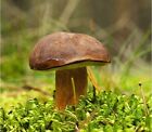 Boletus Badius, micelio per piantare funghi (S1k)