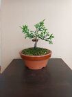 Juniperus Chinensis Itoigawa Bonsai