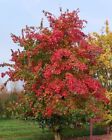 Acer Buergerianum - Acero Tridente (Alveolo Forestale) - 40-70cm