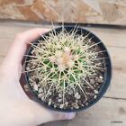 Echinocactus grusonii vaso 10cm COD.2709-1