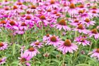 500+ Samen Purpur Igelkopf Echinacea Purpurea Sonnenhut Wildblume Heilpflanze