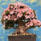 Joe SOLITÄR Bonsai Azalee " NIKKO "  Satsuki 50 Jahre  Schale Japan Tokoname