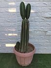 Cactus Cereus