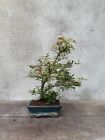 Bonsai di Acero Jerre Schwartz con felce di compagnia