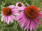 Echinacea - Purple Coneflower - Echinacea purpurea 100+ semi seeds samen E 017