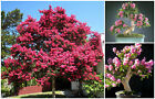 10 semi di Lagerstroemia indica, semi bonsai