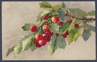 Cherries and foliage - Catherine Klein art postcard - Defco series