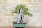 Bonsai Yamadori di Melograno (3)