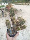 Echinocereus hancockii. Old Plant Piante Grasse Cactus Succulent