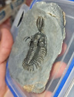 Rare Trilobite Fossil: Walliserops Trifurcatus, a Prized Moroccan Fossil