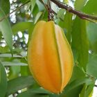 Carambola (Averrhoa carambola)  - 10 seeds