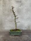 Bonsai di Acero Palmato