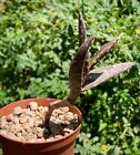 Aloe arenicola