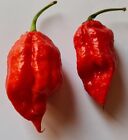 20 semi di Peperoncino Naga Morich Red Rosso