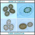 Tartuficoltura - Spore di Tartufo Uncinato - Tuber Uncinatum - coltivare in casa