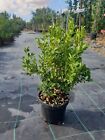 N. 10 PIANTE DI BUXUS BOSSO FAULKNER VASO CM 17 ALTEZZA 35 CM (foto reale) siepe