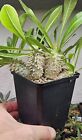 Pachypodium  densicaule  -CAUDEX-RARE SUCCULENT PLANT