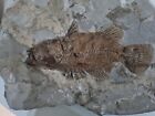 Pesce Fossile  Fossil  Fish