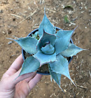 AGAVE PARRASANA - SUCCULENTA - DIAM 17 - H 10 CM