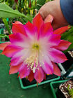 Epiphyllum Blattkakteen Hybride " Instant Karma "