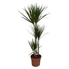 Pianta Dracaena Marginata Vaso 21cm