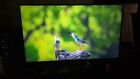 TV SAMSUNG 43 POLLICI NO SMART