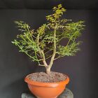 PRE BONSAI  DI ACERO PALMATO VERDE