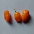 Habanero Orange Polvere Peperoncino piccante 10g