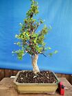 bonsai  quercia da sughero  h 64 cm visita il negozio