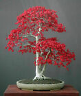 ACER PALMATUM - JAPANESE MAPLE, 10 SEMI SELEZIONATI