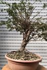 Tasso - Bonsai Chuhin Taxus Baccata