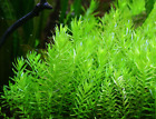 PIANTA FACILE PIANTE ACQUARIO ROTALA ROTUNDIFOLIA GREEN LIVE AQUARIUM PLANT !