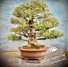 Rhododendron indicum „Hikari-no-Tsukasa“ - Japan-Satsuki-Azalee BONSAI 39 Years