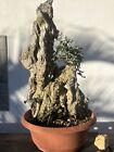 Pre bonsai olivastro Yamadori