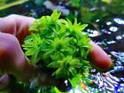 Tonina Rare Plant Aquarium 5steli 15cm rare plant aquarium