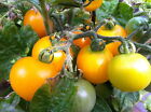 Tomate Bolivian Wild - Orangene Cocktailtomate 10+ Samen - Seeds- Graines P 131