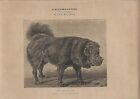 Stampa antica CANE razza MASTINO TIBETANO Do-khy 1890 ca. Antique print dogs