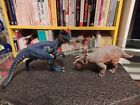 Schleich 14567 DILOPHOSAURUS + Safari 100085 REGALICERATOPS *Set Dinosauri *