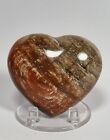 Minerali◇Cuore Di Legno Fossile Lucidato