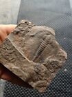 540 million years cambrian redlichia Trilobite fossil raw stones