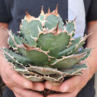 Agave titanota SELECTED CLONE ebay-P099 BARE ROOTS