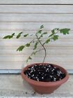 Pre Bonsai Albero delle lanterne Cinesi Kohlreuteria