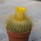 PARODIA CHRYSACANTHION POT5.5 CACTUS SUCCULENTE PIANTE GRASSE