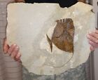 Pesce Fossile  Fossil  Fish Bolca Mene Rhombea