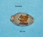 Cypraea    Stolida Clavicola     Somalia    26 mm