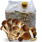 KIT COLTIVAZIONE FUNGHI PIOPPINI PANI DI FUNGO PIOPPINO SUBSTRATO DA 3 KG