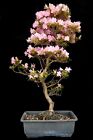 Bonsai - Azalee aus Japan - Rhododendron indicum 57 cm - KAKUO -Outdoor #3299