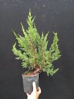 Pre bonsai Juniperus Chinensis Itoigawa