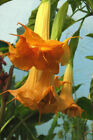 BRUGMANSIA VERSICOLOR - DOUBLE ORANGE BRUGMANSIA, 10 SEMI SELEZIONATI