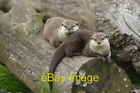 Photo 6x4 Otters at the Blue Planet Aquarium Ellesmere Port Wirral Hey Mr c2005